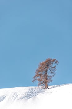 A single tree stands on a snow-covered hill against a clear blue sky, symbolizing solitude in winter.
