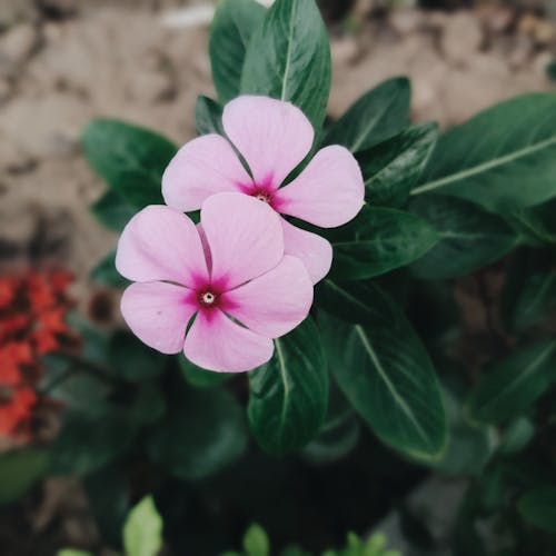 Immagine gratuita di fiore di cotone, natura, piccolo fiore