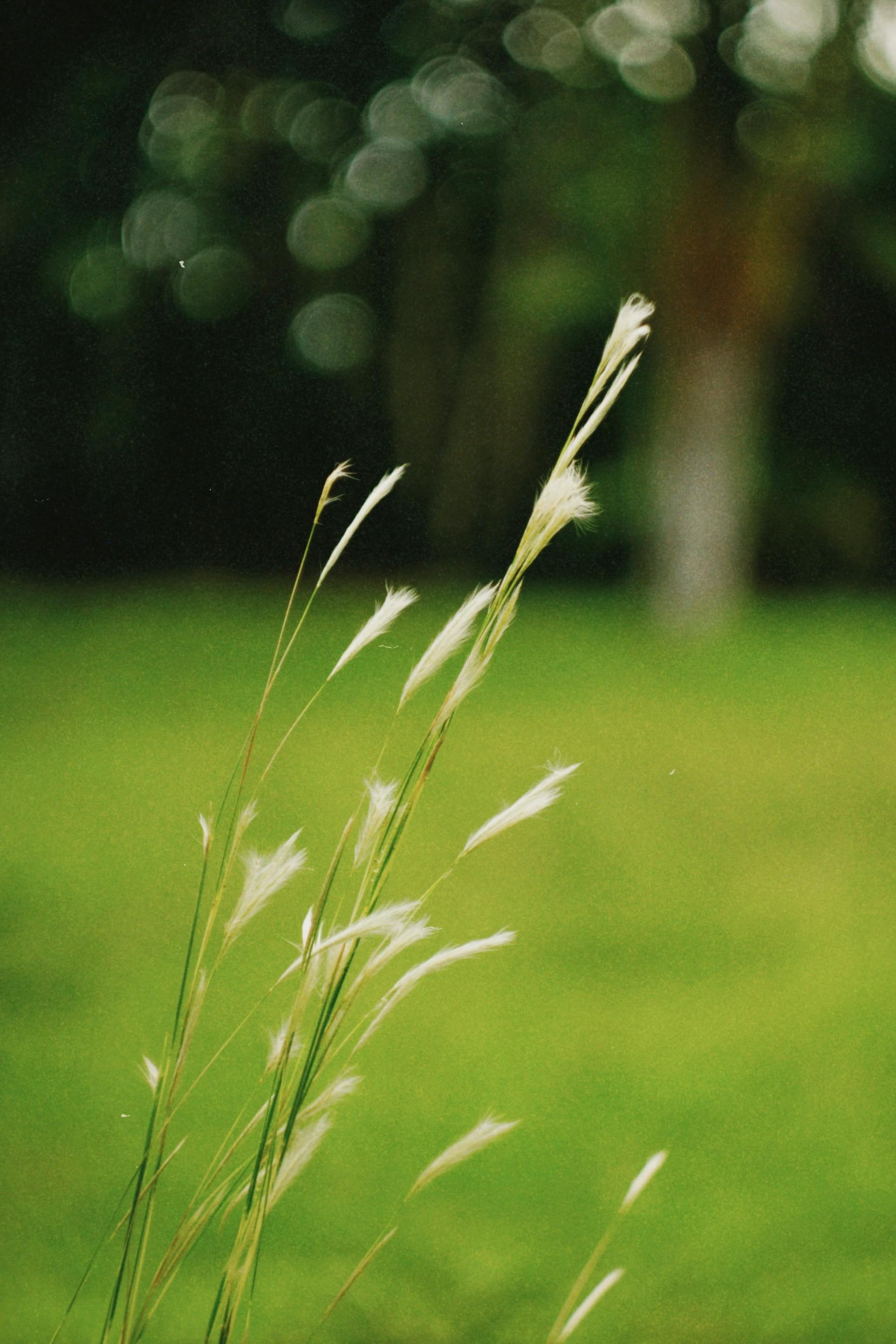 Cereal Binder Photos, Download The BEST Free Cereal Binder Stock Photos