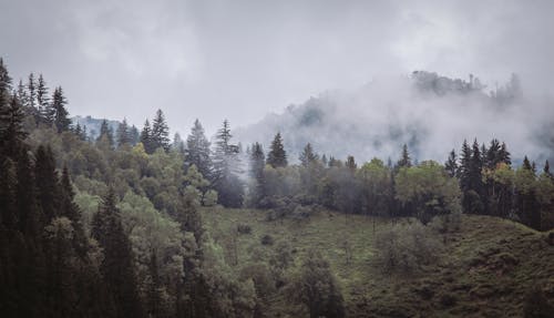 Foto d'estoc gratuïta de arbres, boira, bosc