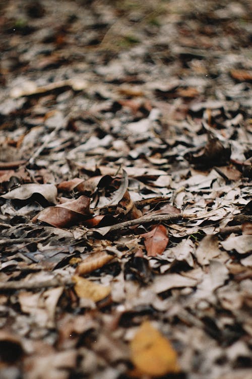 地面, 垂直拍摄, 樹葉 的 免费素材图片