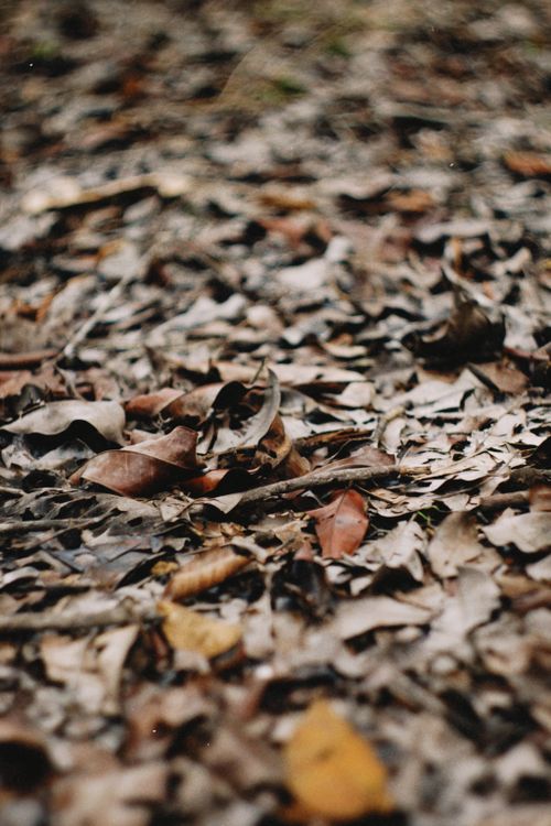 Free Close-up view of autumn leaves on the ground in Breves, PA, Brazil. Stock Photo