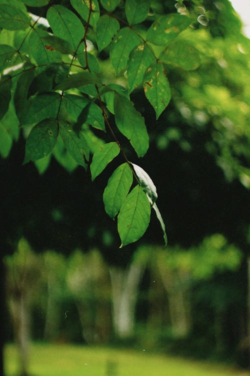 Lush Green Foliage