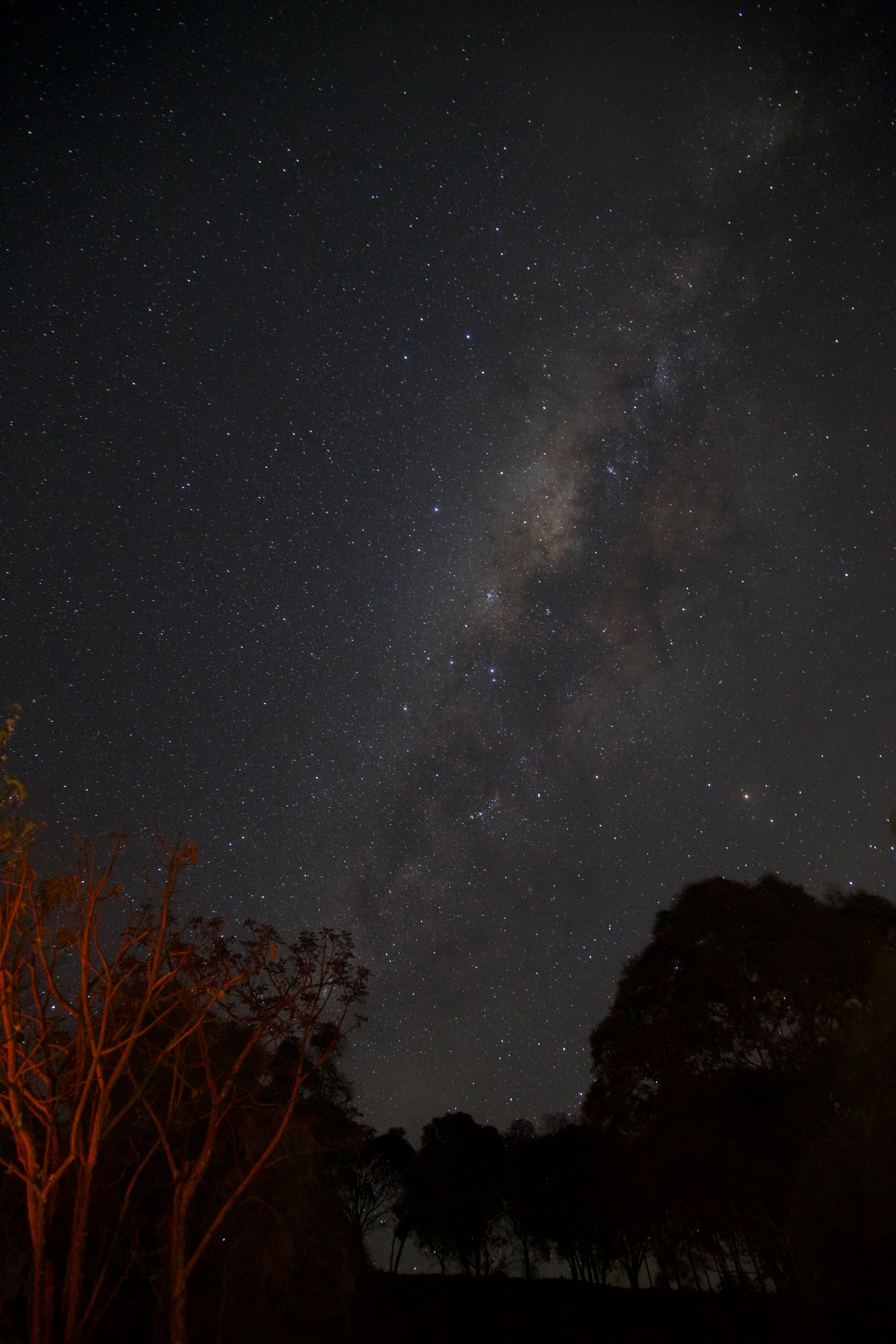 Night Sky and Silhouette of Trees · Free Stock Photo