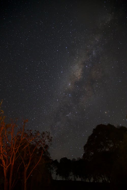 Night Sky and Silhouette of Trees 