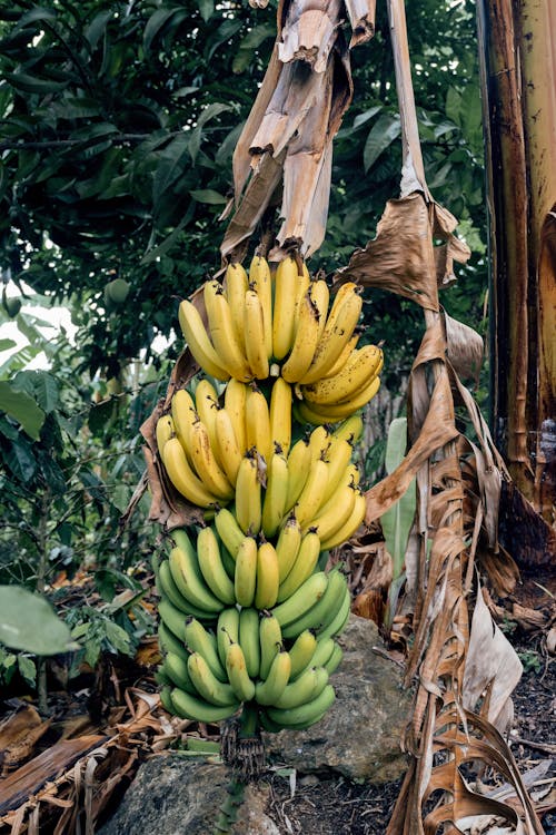 Gratis lagerfoto af bananer, bundter, frugt