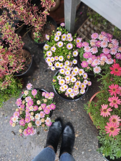 Gratis lagerfoto af blomster, blomstrende, dekorativ