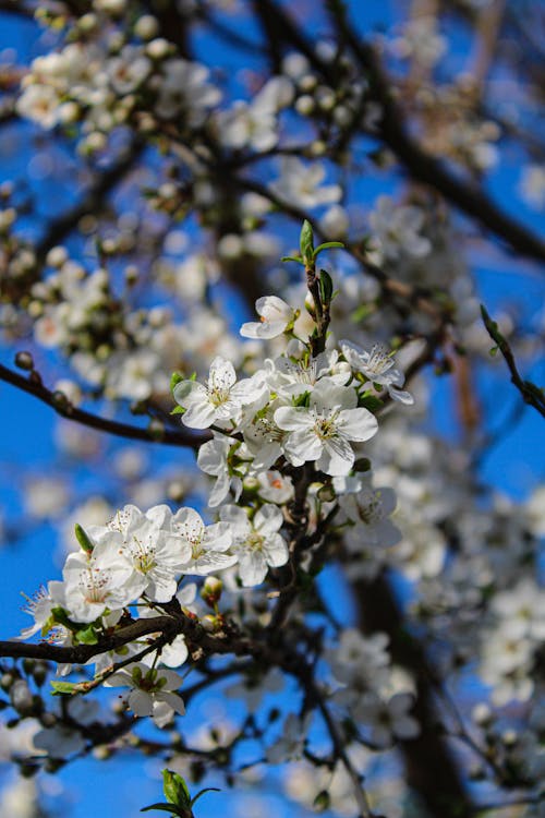 Darmowe zdjęcie z galerii z białe kwiaty, błękitne niebo, drzewo