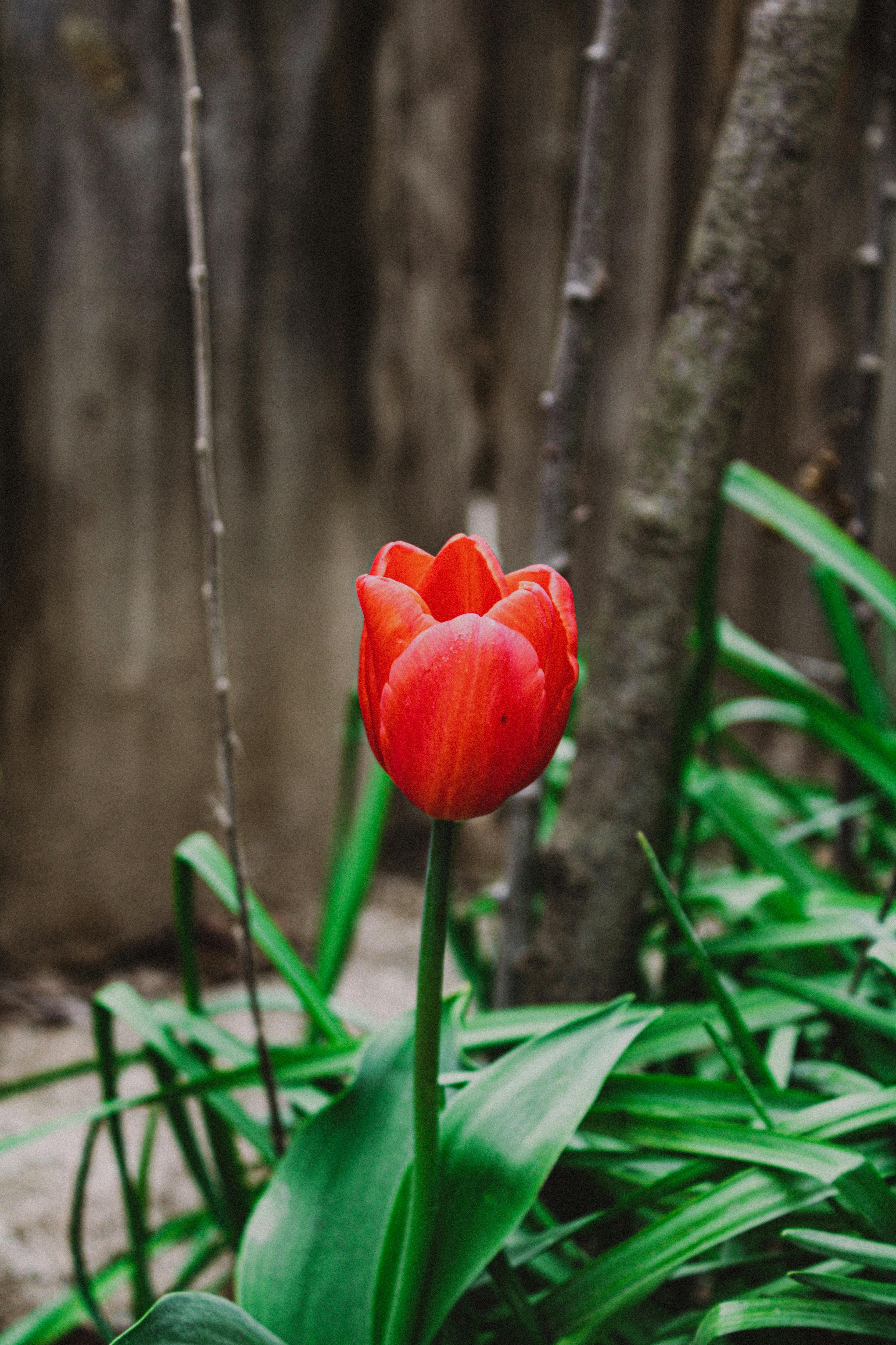 Stopping Floppy Spring Bulbs: Practical Support & Planting Depth Strategies for Upright Daffodils and Tulips