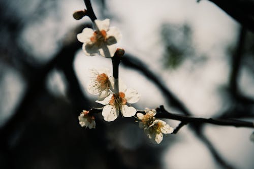 Foto d'estoc gratuïta de flors blanques, Flors de cirerer, flors de primavera