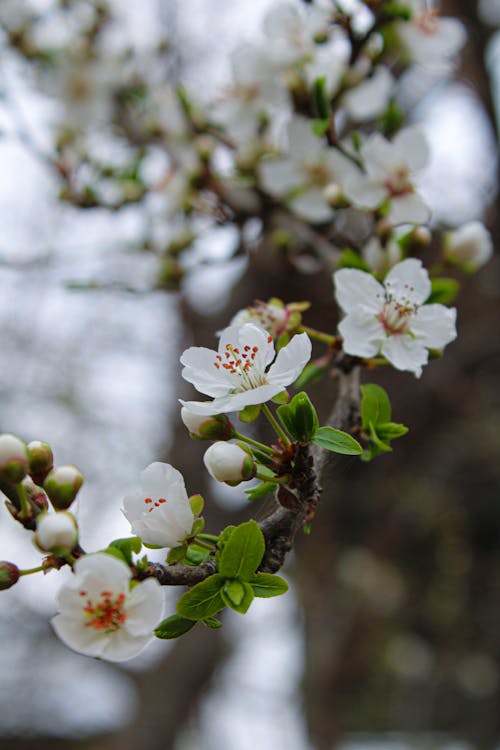 Tree Branch with Blossoms 