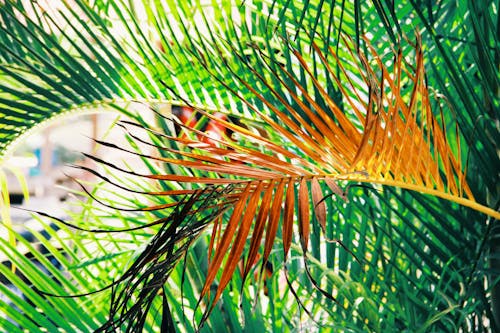 Kostnadsfri bild av apelsin, grön, palmträd
