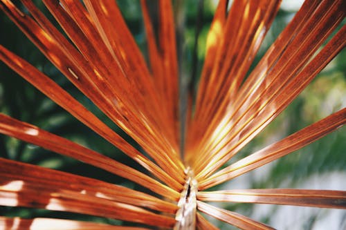 Kostnadsfri bild av apelsin, malaysia, palmblad