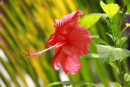 异国情调的花, 粉红色的芙蓉, 芙蓉 的 免费素材图片