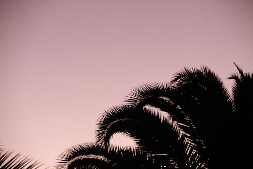 ピンクの空, 夕焼け, 太陽が降りるの無料の写真素材