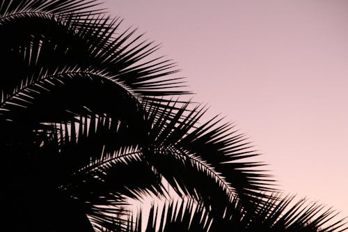 太阳下来, 粉红色的天空, 落日的天空 的 免费素材图片