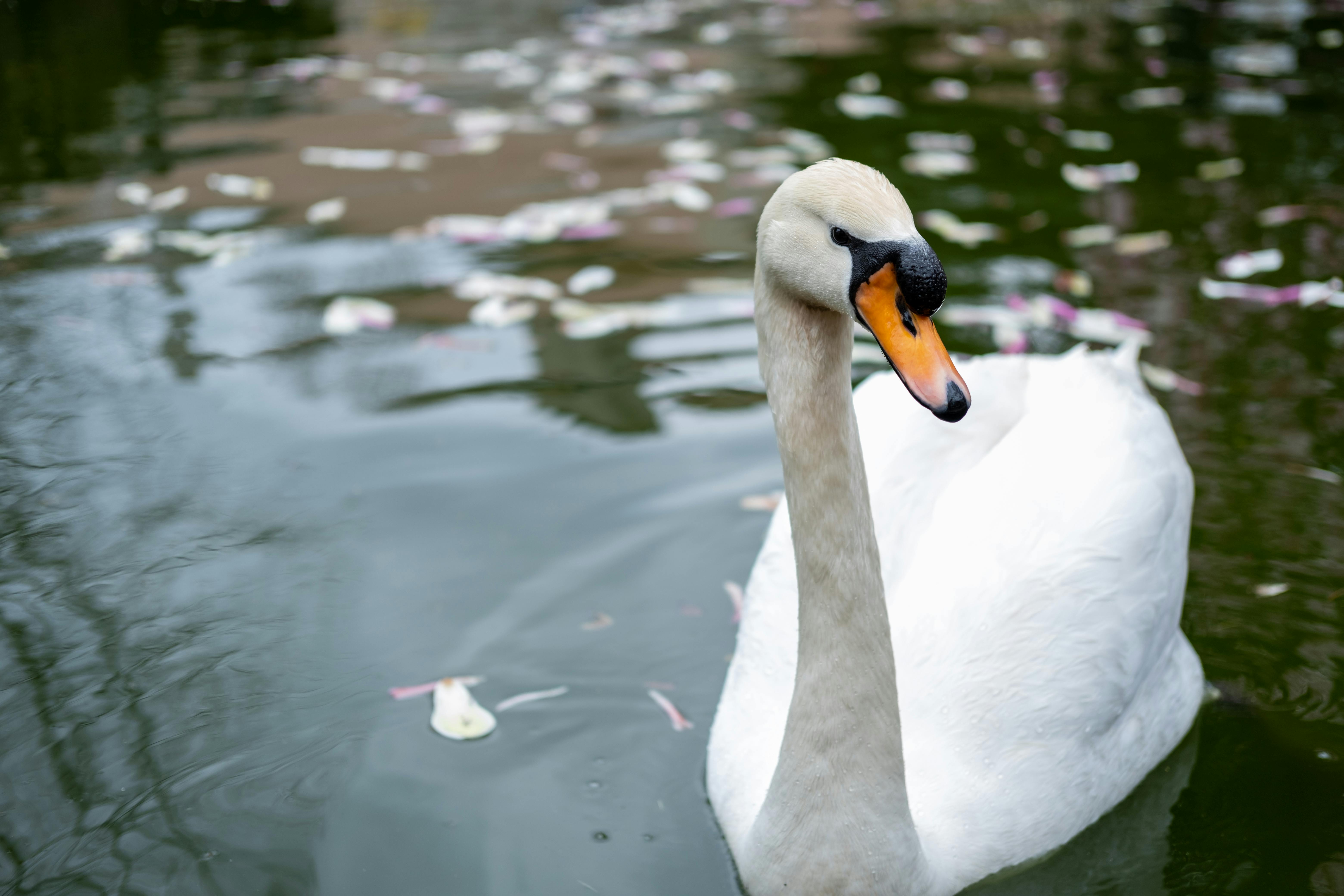 Formula 1 pit crew and engineers working on the car during a pit stop