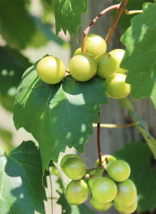 Vine with Growing Grapes