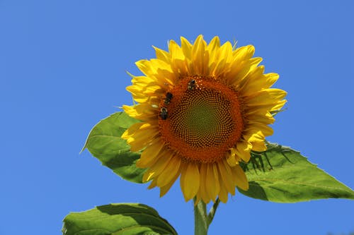 Bees on Sunflower