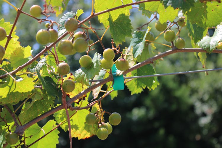 Branches With Grapes