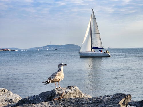 Foto profissional grátis de ave, baía, barco a vela