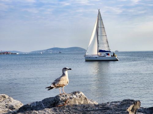 Free A seagull perches on rocks by the İstanbul sea, with a sailboat in the background on a clear day. Stock Photo