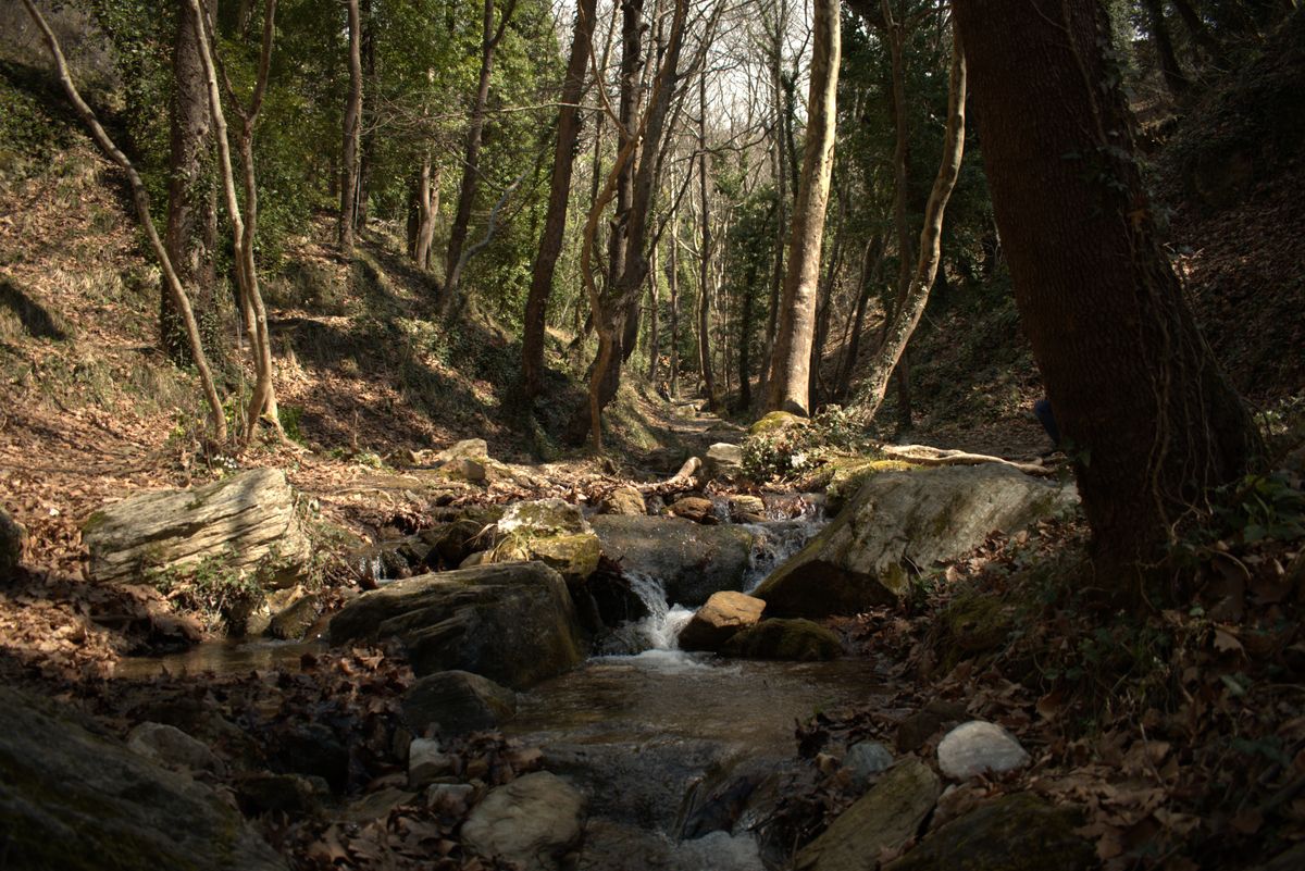 Pârâu în pădure adâncă