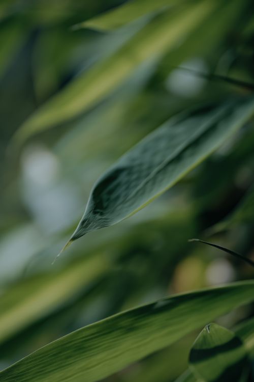 Free Detailed image of lush green leaves showcasing natural texture and growth in sunlight. Stock Photo