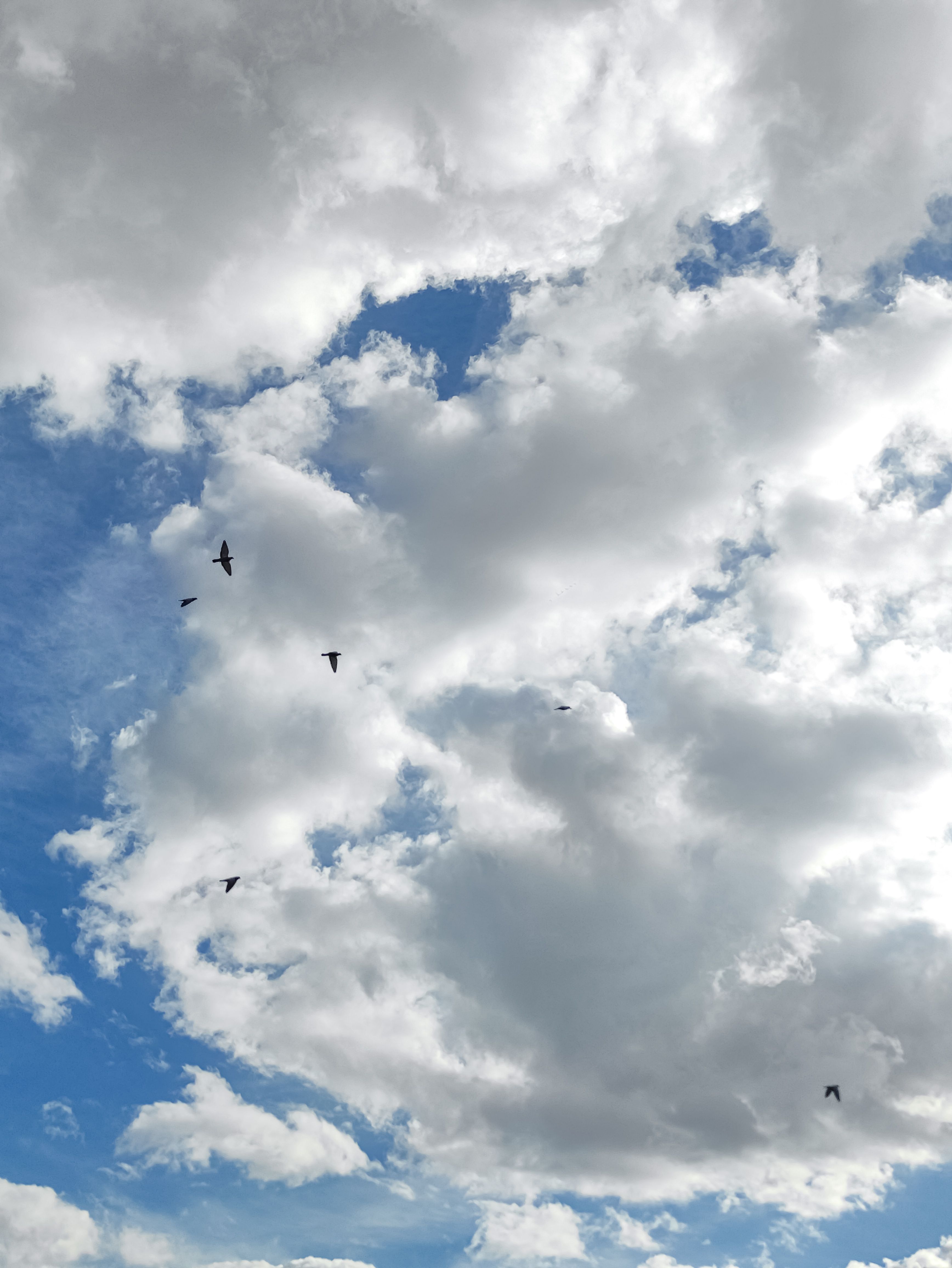 Birds Flying against the Blue Sky and White Clouds · Free Stock Photo