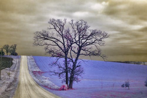 Fotos de stock gratuitas de árbol, campo, carretera