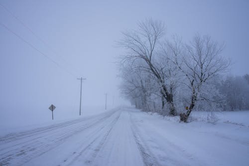 A Snowy Road and Trees in Fog 