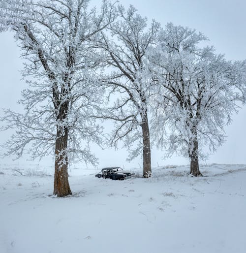 Trees Covered in Snow