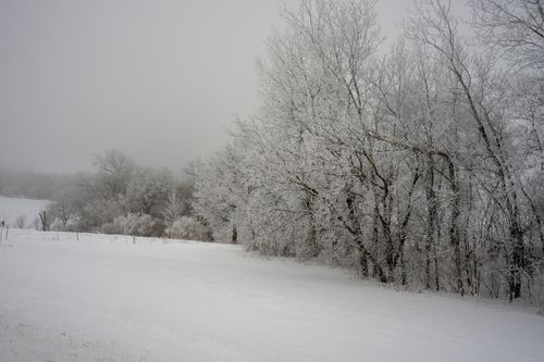 Free Serene winter landscape in rural Minnesota with snow-covered trees and fields. Stock Photo