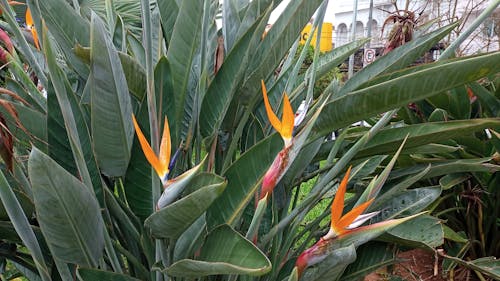 Gratis stockfoto met bloemen, flawers, foto van de zwakkere natuur