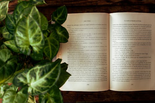 나뭇잎, 소설, 오픈의 무료 스톡 사진