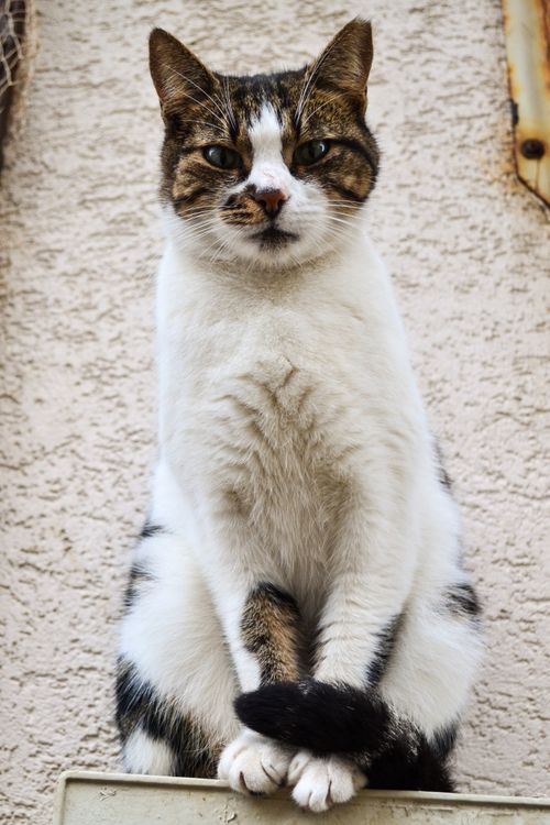 Free Close-up of a cute fluffy cat sitting on a ledge with a textured background. Stock Photo