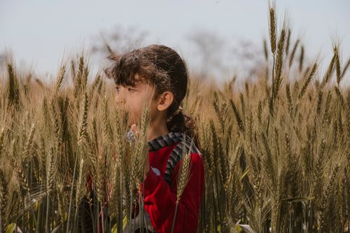 Free A girl stands amidst tall wheat stalks in a rural field, enjoying a sunny day. Stock Photo