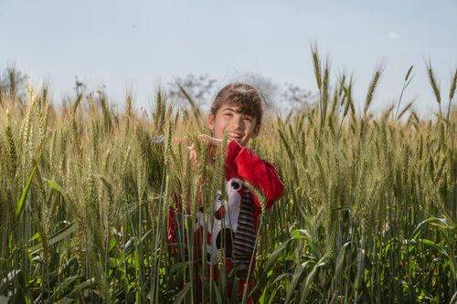 Free Happy child standing in a wheat field, enjoying a sunny day outdoors. Stock Photo
