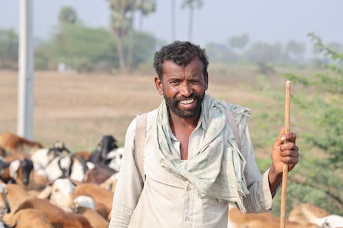 Smiling Shepard with Cows