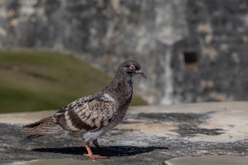 Close-up of a Pigeon Standing on a Concrete Surface