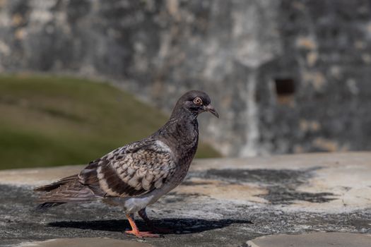 A detailed view of a pigeon standing on a stone surface in San Juan, Puerto Rico.