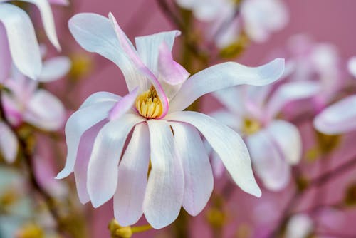 Gratis lagerfoto af blomster, fjeder, kronblade