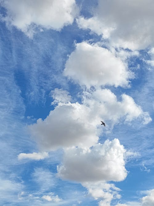 Bird Flying on the Background of White Clouds against a Blue Sky 