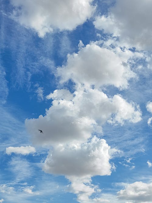 Silhouette of Bird against Fluffy White Clouds