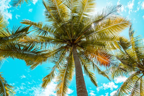 Free Directly Below Photo of Palm Trees  Stock Photo