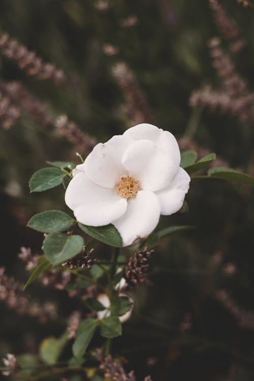 White Flower in Nature