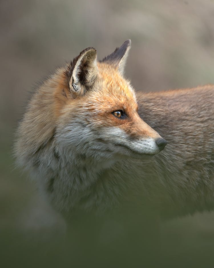 Fox In Nature