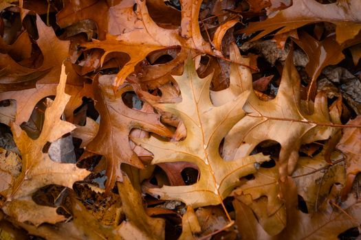 Vibrant oak leaves scattered on the ground, showcasing autumn colors.