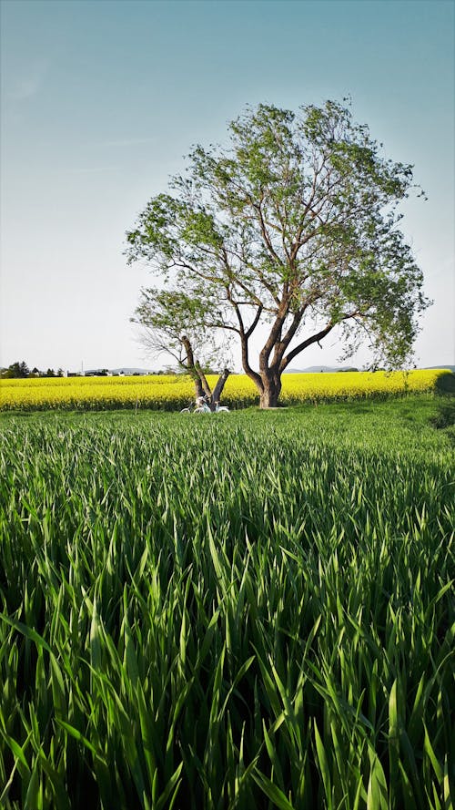 Foto profissional grátis de áreas, árvores, horário de verão