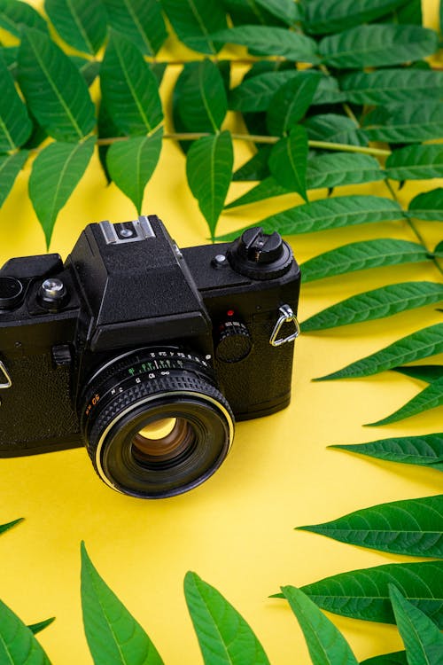 Close-up of a Film Camera Standing on Yellow Background with Green Leaves 